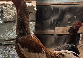 Heyratı yumurtaları