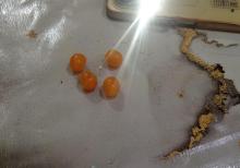 Orjinal KEHRABA Daşı