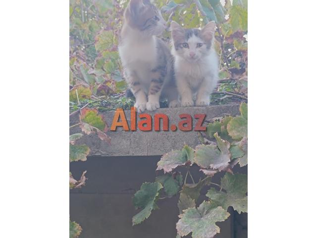 Pişiklər Etibarlı Əllərə Sahibləndirilir