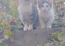 Pişiklər Etibarlı Əllərə Sahibləndirilir