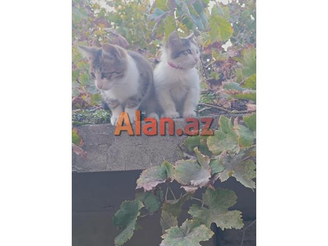 Pişiklər Etibarlı Əllərə Sahibləndirilir