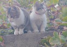 Pişiklər Etibarlı Əllərə Sahibləndirilir