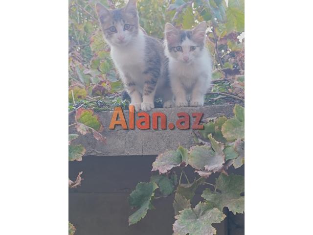 Pişiklər Etibarlı Əllərə Sahibləndirilir