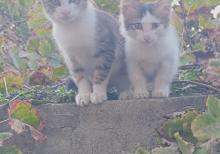 Pişiklər Etibarlı Əllərə Sahibləndirilir