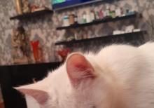 Pişiklər Etibarlı Əllərə Sahibləndirilir