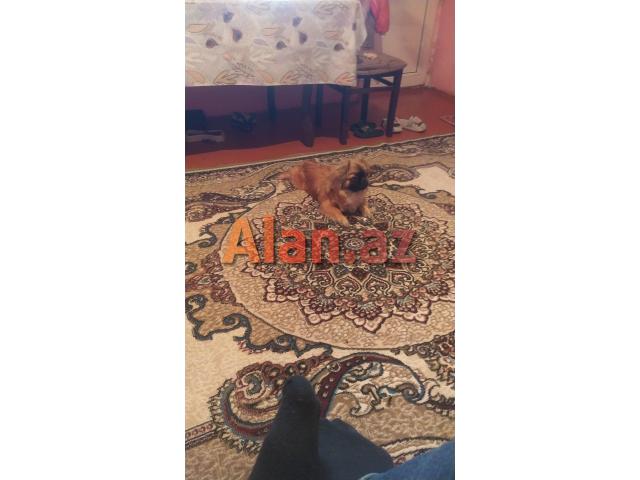 Pekines ərkey satılır
