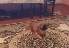 Pekines ərkey satılır