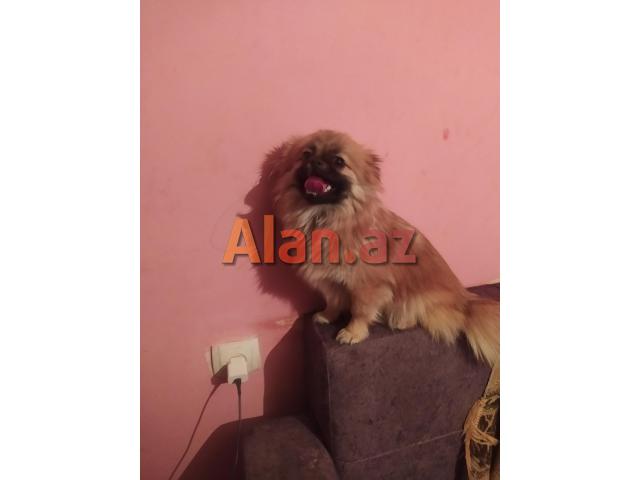 Pekines dişi satılır