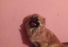 Pekines dişi satılır