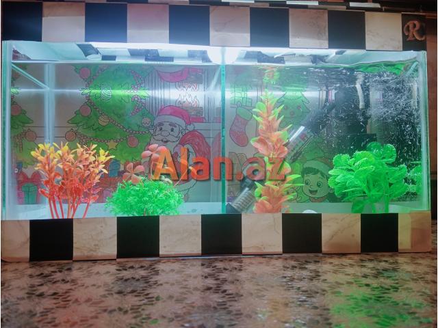Akvarium ve Baliq