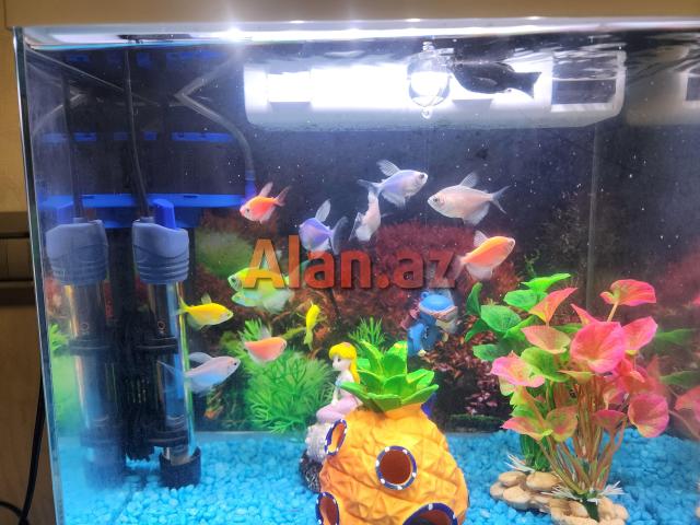 Akvarium və ballqlar