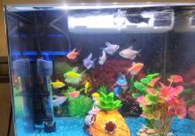 Akvarium və ballqlar