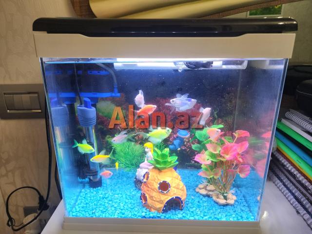 Akvarium və ballqlar