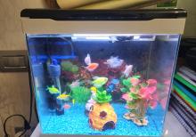 Akvarium və ballqlar