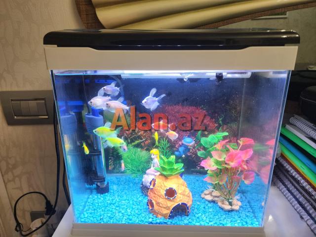 Akvarium və ballqlar