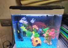 Akvarium və ballqlar