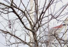 Mərdəkanda  bağ evi satılır