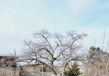 Buzovnada torpaq sahəsi satılır