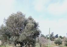 Buzovnada torpaq satılır