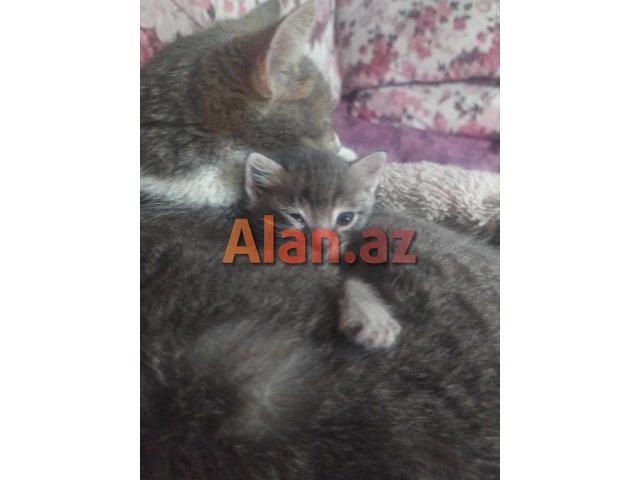 Qəlyan glo təzədi 