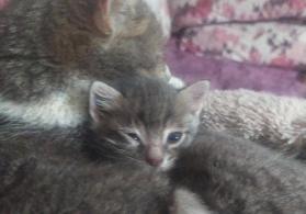 Qəlyan glo təzədi 