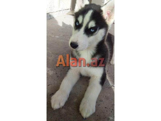 3 aylıq xaski balası