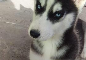 3 aylıq xaski balası