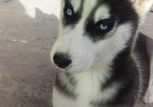 3 aylıq xaski balası