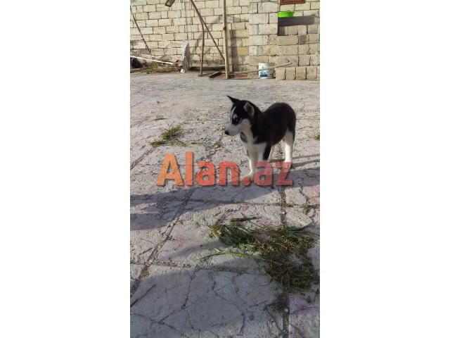 3 aylıq xaski balası