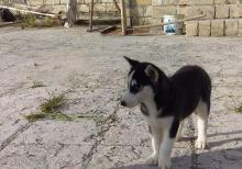 3 aylıq xaski balası