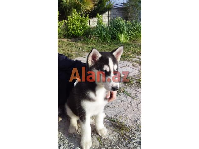 3 aylıq xaski balası