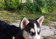 3 aylıq xaski balası