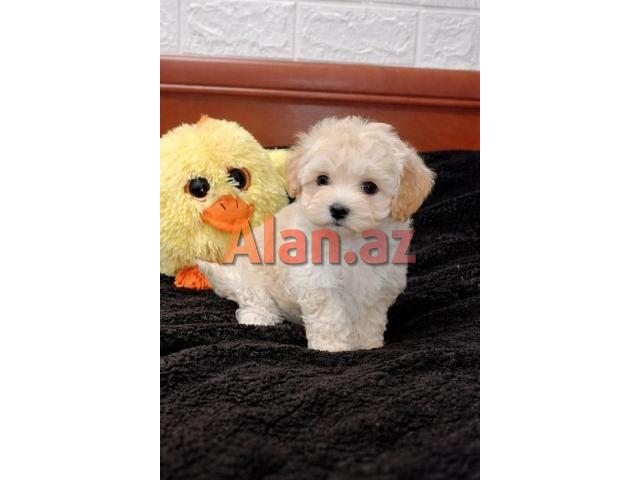 Pudel mini maltes malti pu