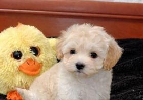 Pudel mini maltes malti pu