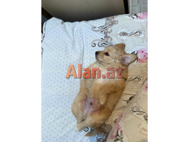 Pudel mini maltes malti pu