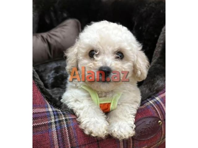 Pudel mini maltes malti pu