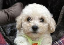 Pudel mini maltes malti pu