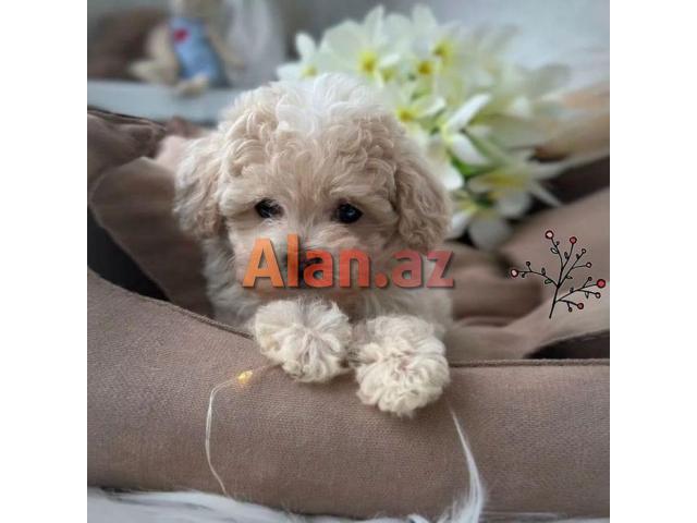 Pudel mini maltes malti pu