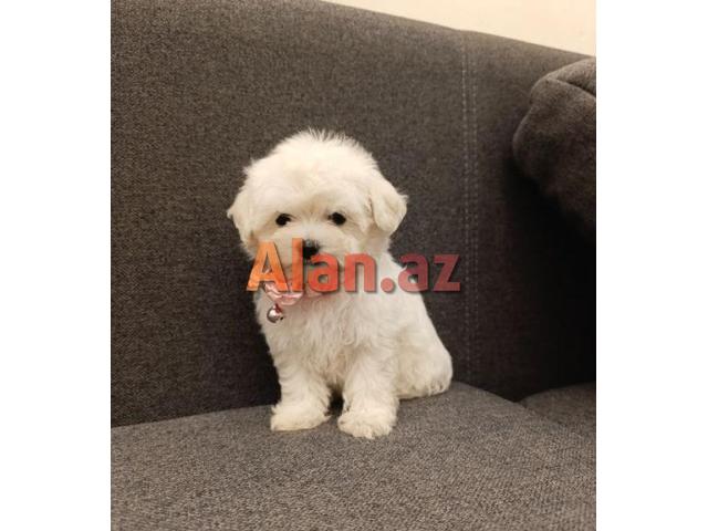 Pudel mini maltes malti pu