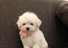 Pudel mini maltes malti pu