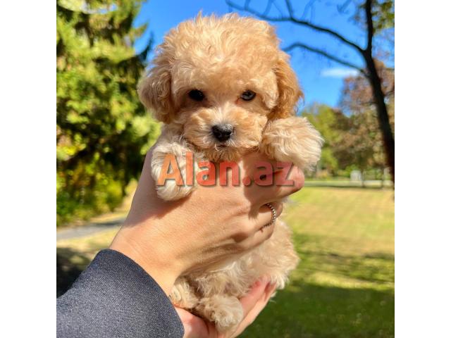 Pudel mini maltes malti pu