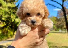 Pudel mini maltes malti pu