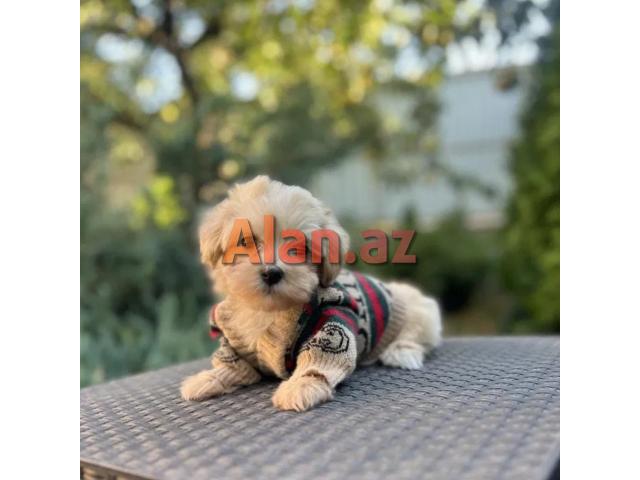 E 1 malti pu Toy Pudel Mini Maltes