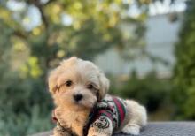 E 1 malti pu Toy Pudel Mini Maltes