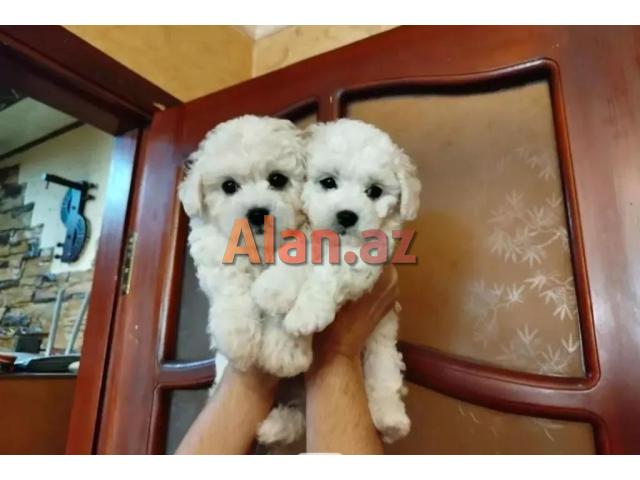 E 1 malti pu Toy Pudel Mini Maltes