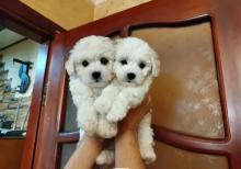 E 1 malti pu Toy Pudel Mini Maltes