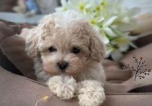 E 1 malti pu Toy Pudel Mini Maltes