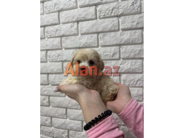 E 1 malti pu Toy Pudel Mini Maltes