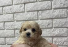 E 1 malti pu Toy Pudel Mini Maltes