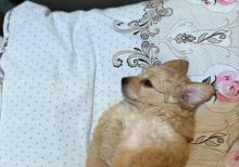 E 1 malti pu Toy Pudel Mini Maltes